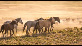 Onaqui Wild Horses Stallions of Utah Running Wild Wonders of America Ep 21 by Karen King