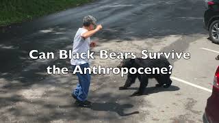 Miles Wittig Animal Behavior Final Project - Black Bears