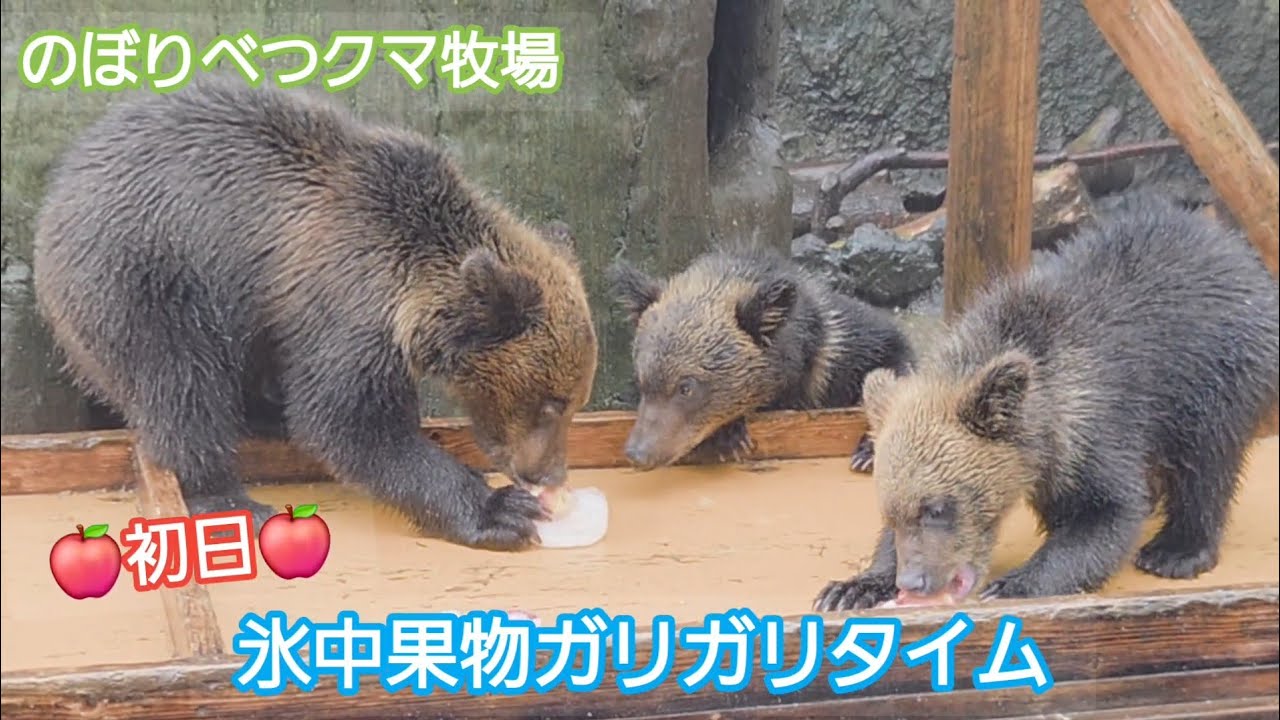 クマちゃん牧場 Frozen Fruit Munching Time: First Day of 2026! [Noboribetsu Bear