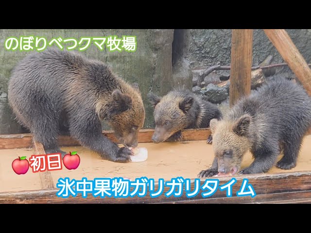 Frozen Fruit Munching Time: First Day of 2026! [Noboribetsu Bear