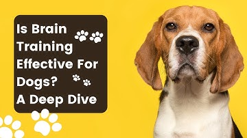 Is Brain Training Effective For Dogs? A Deep Dive