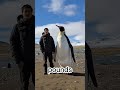 How big were the largest penguins ever