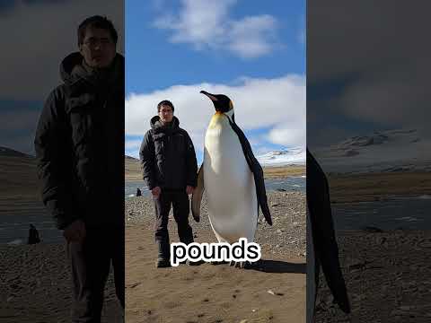 فيديو: هل يعيش skuas في القارة القطبية الجنوبية؟