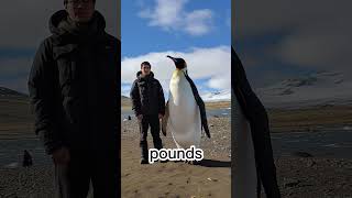 How Big Were the Largest Penguins Ever? Resimi