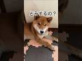 お散歩！って、聞いてしまった力丸は… #柴犬 #柴犬のいる暮らし #柴犬の日常 #力丸