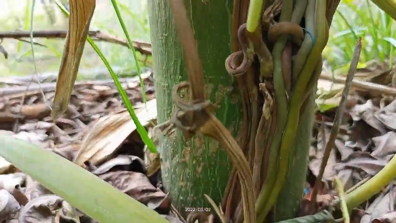 cara mudah membungakan vanili di luar musim