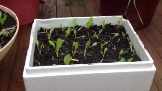 How to grow Cos Lettuce