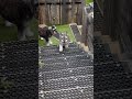 階段を登るのが得意なミニチュアシュナウザー #shorts