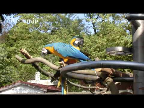 動画deいきものがたり　ルリコンゴウインコ - 動画deいきものがたり　ルリコンゴウインコ