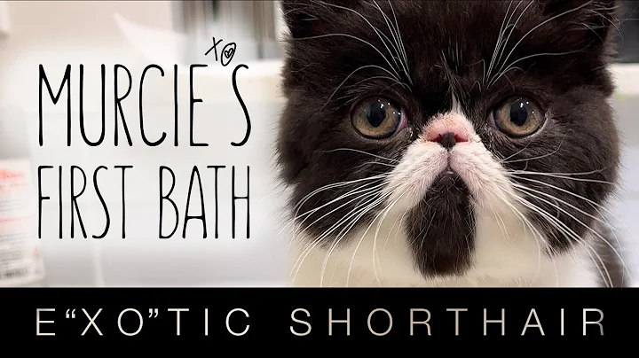 Video 1663791: exotic shorthair kitten, shorthair kitten first, kitten first bath, cat black white