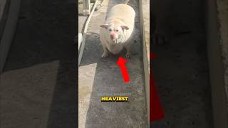 TOP 5 HEAVIEST DOGS THAT OUTWEIGH HUMANS!! #shorts #shortvideo