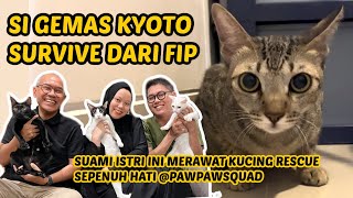 DISUNTIK TIAP HARI SELAMA 84 HARI! CERITA KYOTO SEMBUH DARI FIP by Kucing Om Wepe 21,857 views 1 year ago 29 minutes