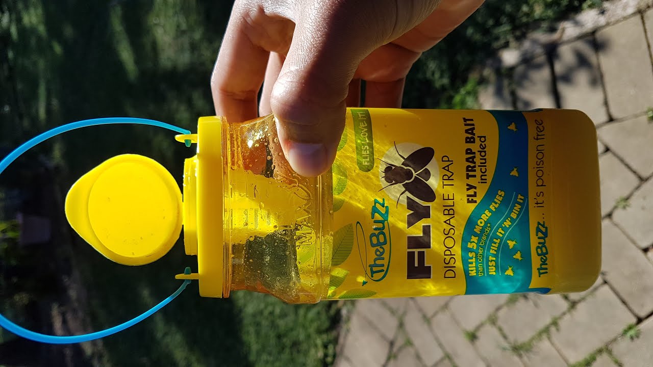 The Buzz Disposable Fly Trap YouTube