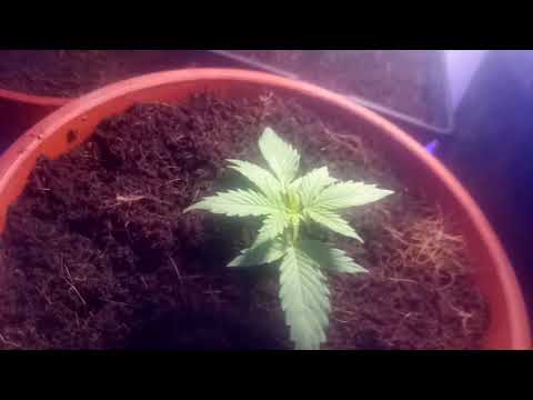 Видео о выращивание марихуаны видео о выращивание марихуаны