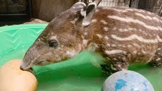 Endangered Tapir Celebrates First Birthday