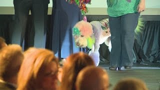 Canines strut the catwalk for good cause