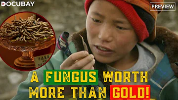 Yarsagumba: A Caterpillar-Fungus Known As The 'Himalayan Viagra' | Himalayan Gold Rush