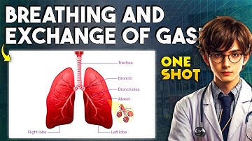 BREATHING AND EXCHANGE OF GASES ONESHOT QUICK REVISION | BIOLOGY REVISION NEET 2025/2026 #NEET