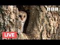 🔴 LIVE Springwatch Bird Cam 🐣 Day 5 2022 - BBC