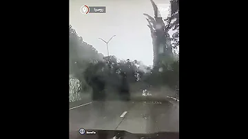 روسيا رياح قوية تسقط شجرة كبيرة 