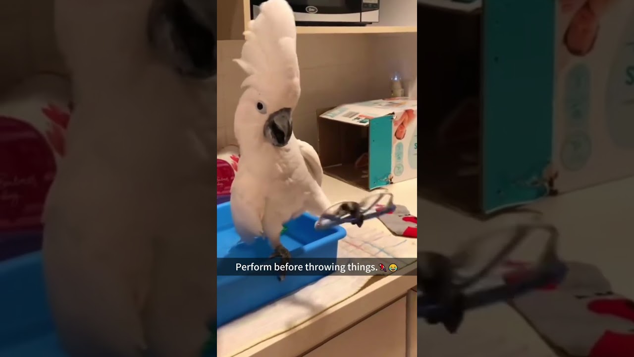 The mischievous parrot 🦜 #pet #fyp #funny #parrot #happy #mischievous