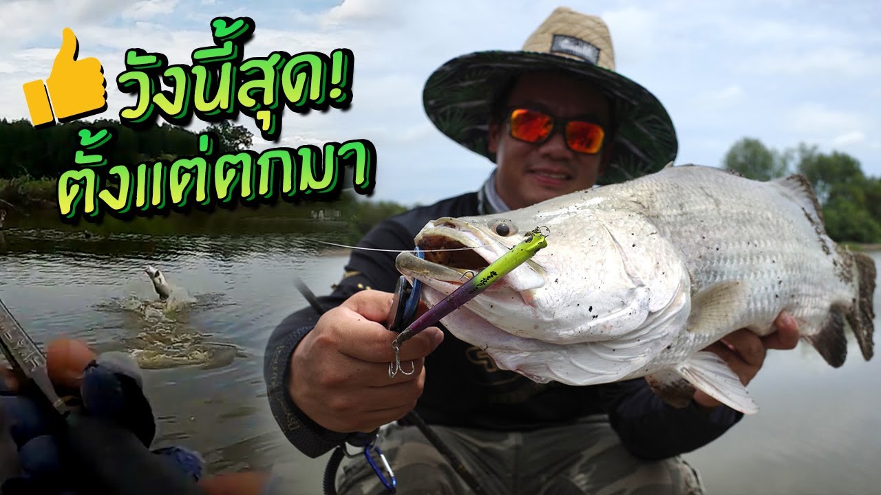 วังนี้มันส์สุด!! ตั้งแต่ตกมา กะพงยักษ์ผิวน้ำล้วน! 140 ไร่! Topwater Semi Wild Barra!