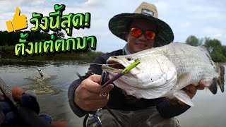 วังนี้มันส์สุด!! ตั้งแต่ตกมา กะพงยักษ์ผิวน้ำล้วน! 140 ไร่! Topwater Semi Wild Barra!