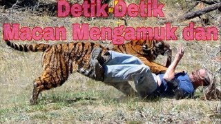 Manusia vs macan