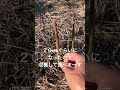 [畑の記録2/27]アスパラガス　初めての収穫