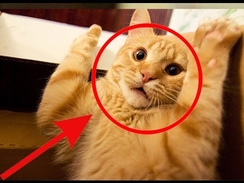 Funny Cats Compilation [Most See] Funny Cat Videos Ever Part 2 - YouTube
