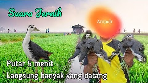 SUARA PIKAT RUAK RUAK TERBAIK 2024 SUARA JERNIH