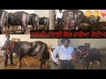 Jagdeep diary farm number 9876615127  9855742634  dairyfarm buffalos sale topquality farm 