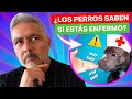 ¿Los PERROS pueden DETECTAR ENFERMEDADES 🦠 en las PERSONAS? 😱