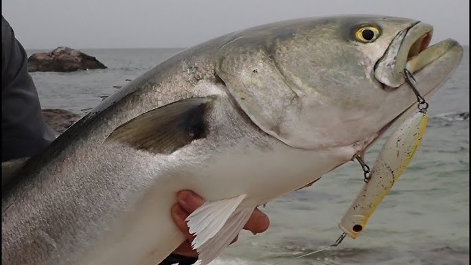 Best Bluefish Lures In 2023 - Top 10 Bluefish Lure Review 