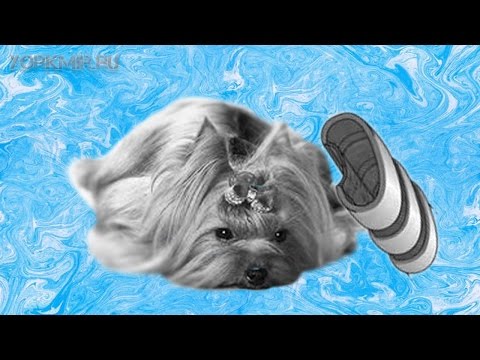 Коллапс трахеи у собак | Симптомы | Лечение.