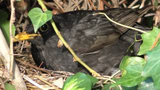 Report from the blackbird nest