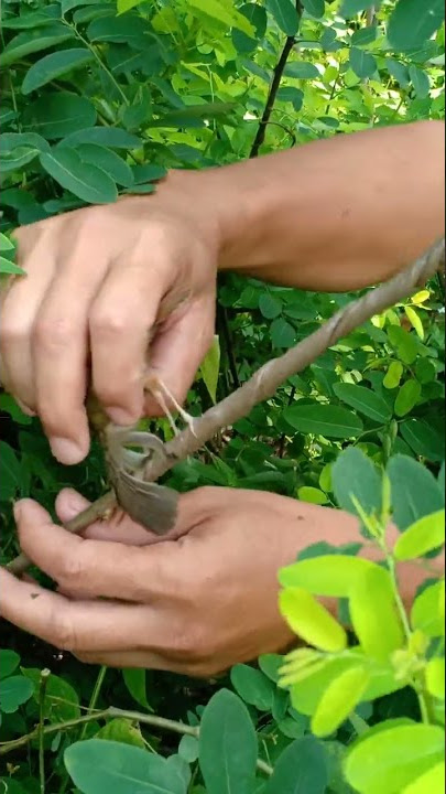 Menjebak burung prenjak lumut