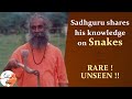 Sadhguru shares his knowledge on snakes  sadguru isha