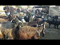 gençe qoyun bazarı 20 08 2023