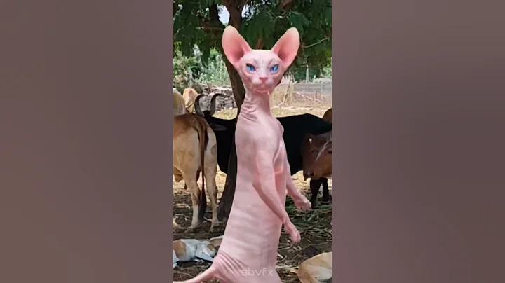 Watch the video about Sphynx dance #sbvfx #sfx #vfx #sphynxcats #sphynx