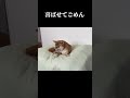 喜ばせてごめん #神戸 #柴犬 #shiba