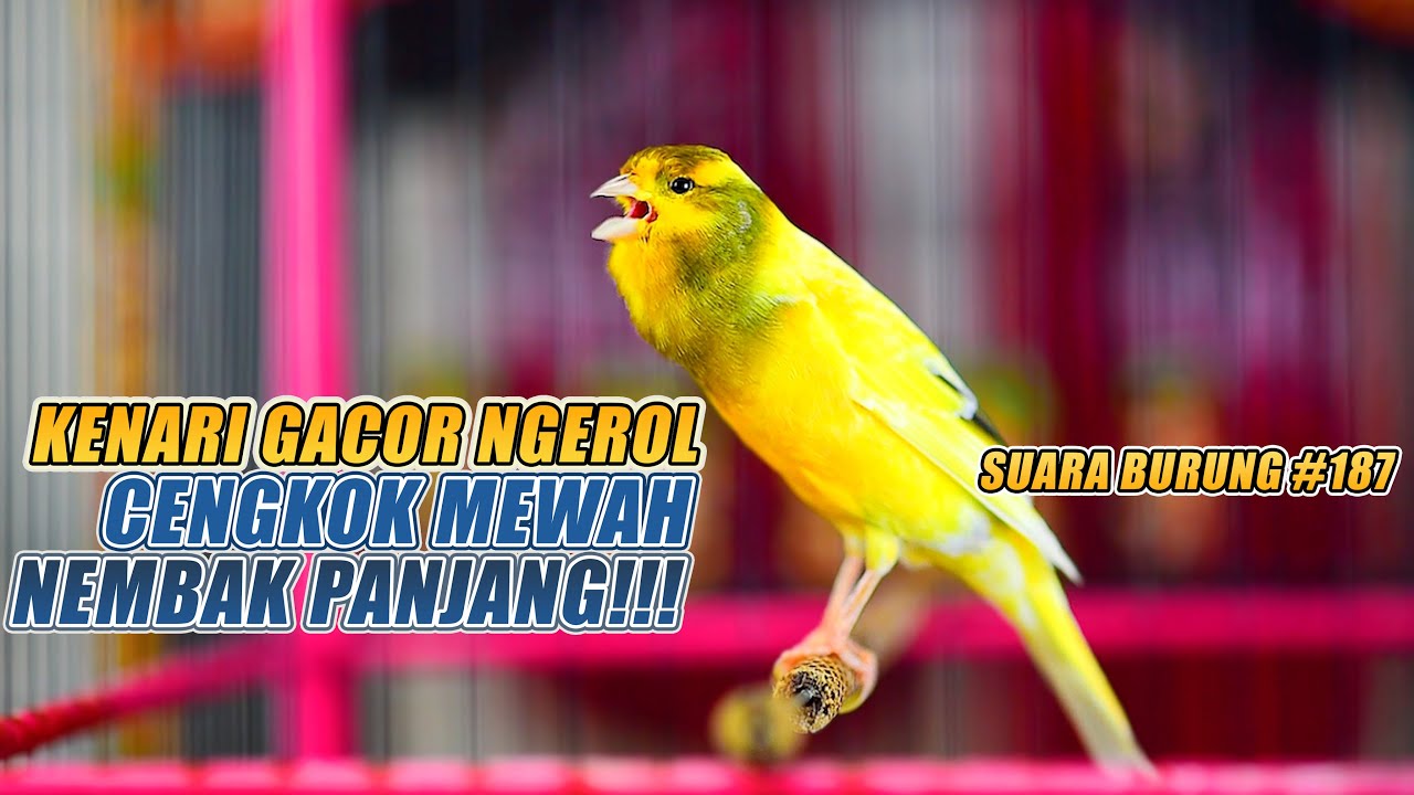 SUARA BURUNG |187| Kenari GACOR PANJANG INI Cocok untuk Masteran KENARI PAUD dan Kenari Macet BUNYI