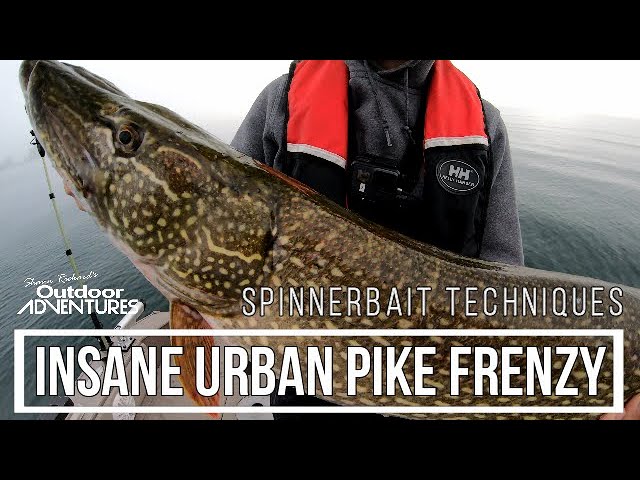 20+ Pike in 4 hours + How I rig my Spinnerbaits, Toronto Urban Pike  Fishing
