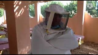 مشروع تربية وإنتاج عسل النحل في الصعيد