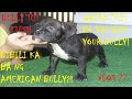 BEFORE YOU GET YOUR AMERICAN BULLY DOG WATCH THIS VIDEO FIRST!!! | DON RAIDER VLOG 27