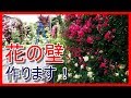 つるバラの剪定と誘引【フェンス】☆ピエールドゥロンサールとキングローズ