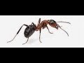 Expert Pest Control South Toms River NJ 732-504-3758 Ozane.com