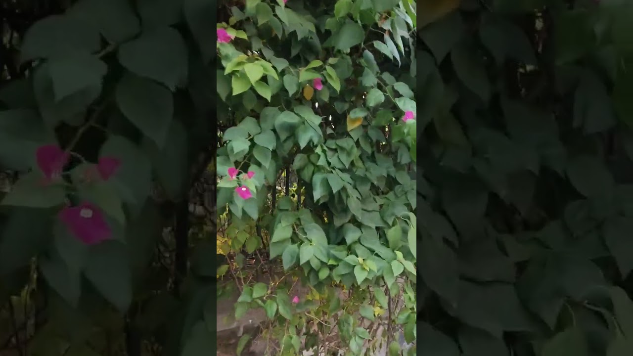 Comment kar ke batao ki ye fruit kon sa hai 🍒🍓🍎