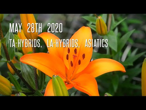 TA-hybrids, LA-Hybrids & Asiatic lily trials 2020