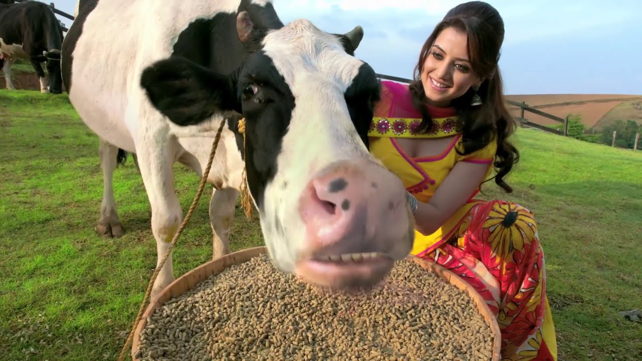 Venkys Hi Yield Cow Feed Ad Film